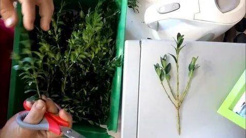 Самшит черенками весной