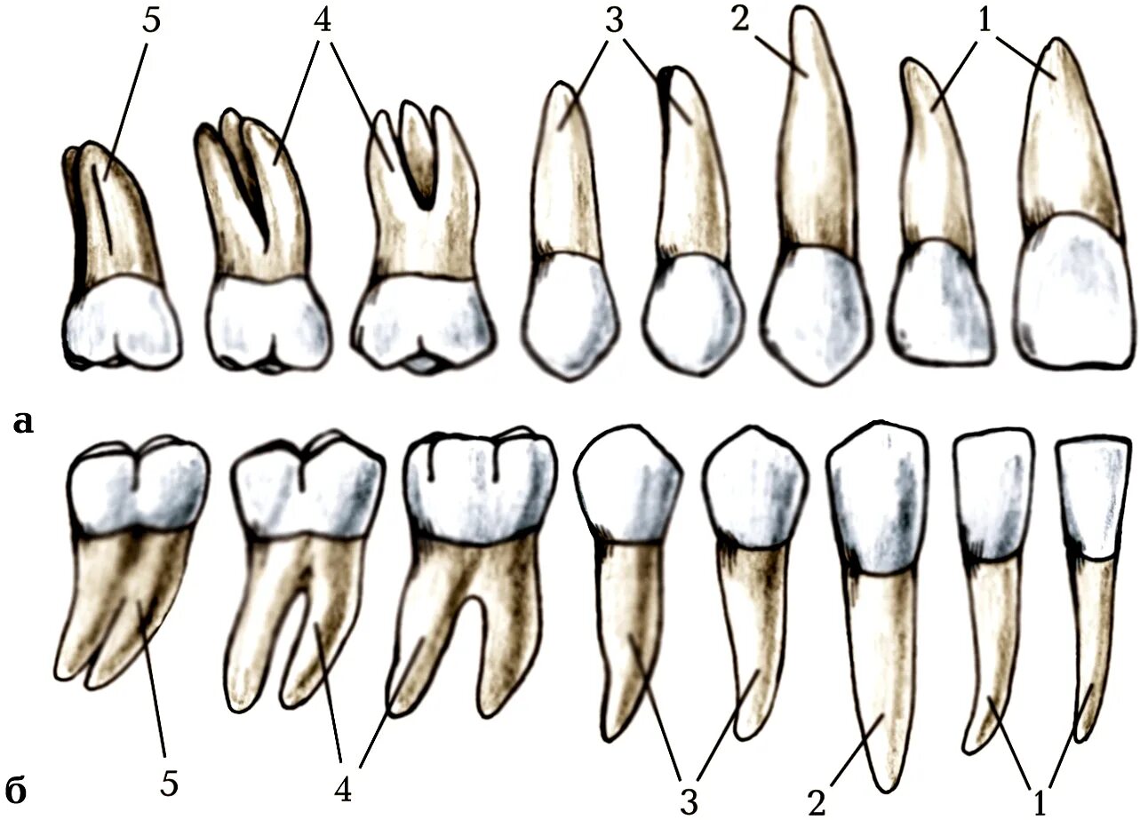 Корни 6 зуба верхней челюсти. 5 Зуб снизу коренной. Корни 5 зуба верхней челюсти.