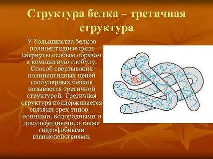 Третичная структура уникальна для каждого белка