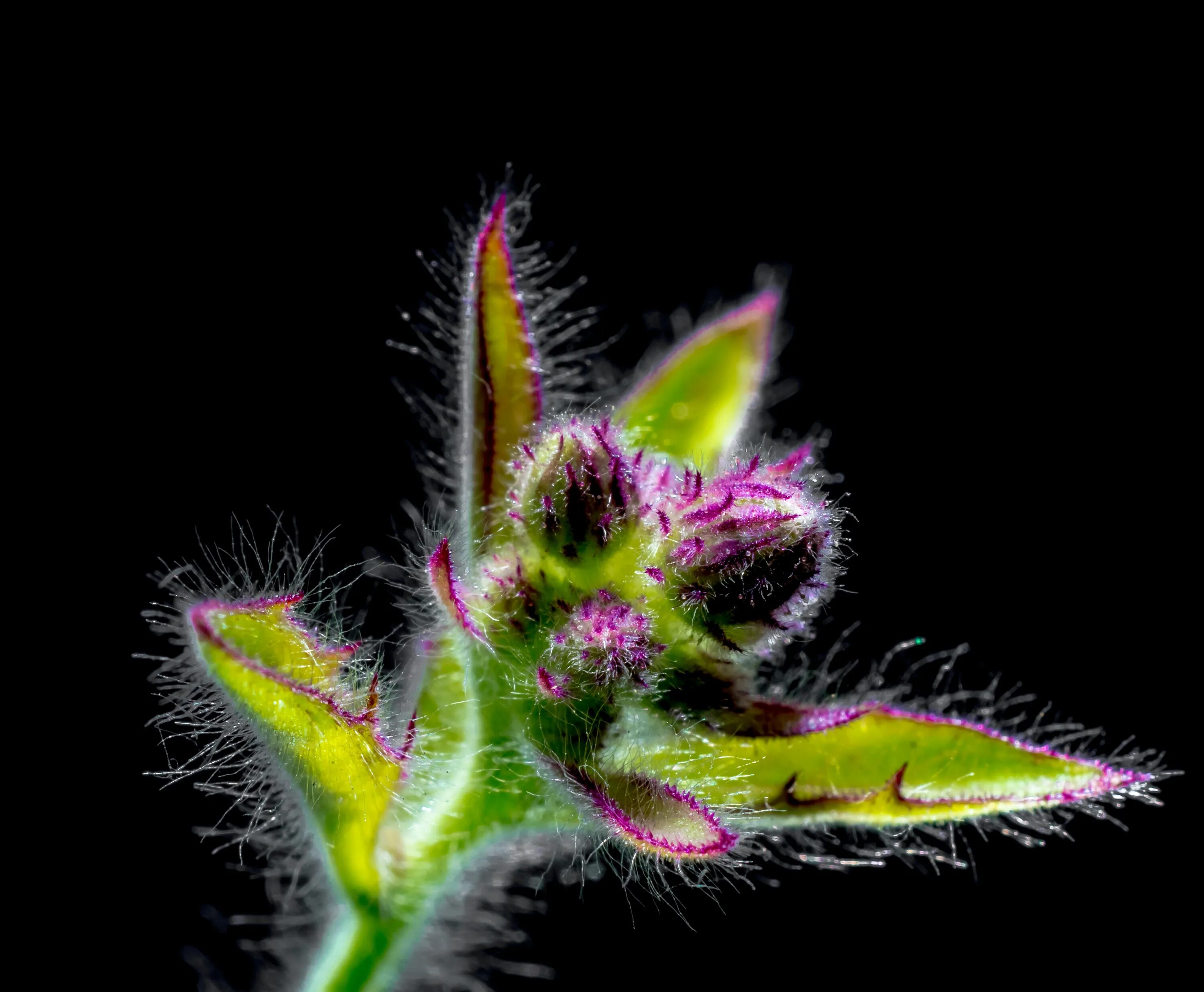 Распускающийся цветок макро. Маленькие цветочки картинки. Волосатое растение. Маленькие цветочки макро.