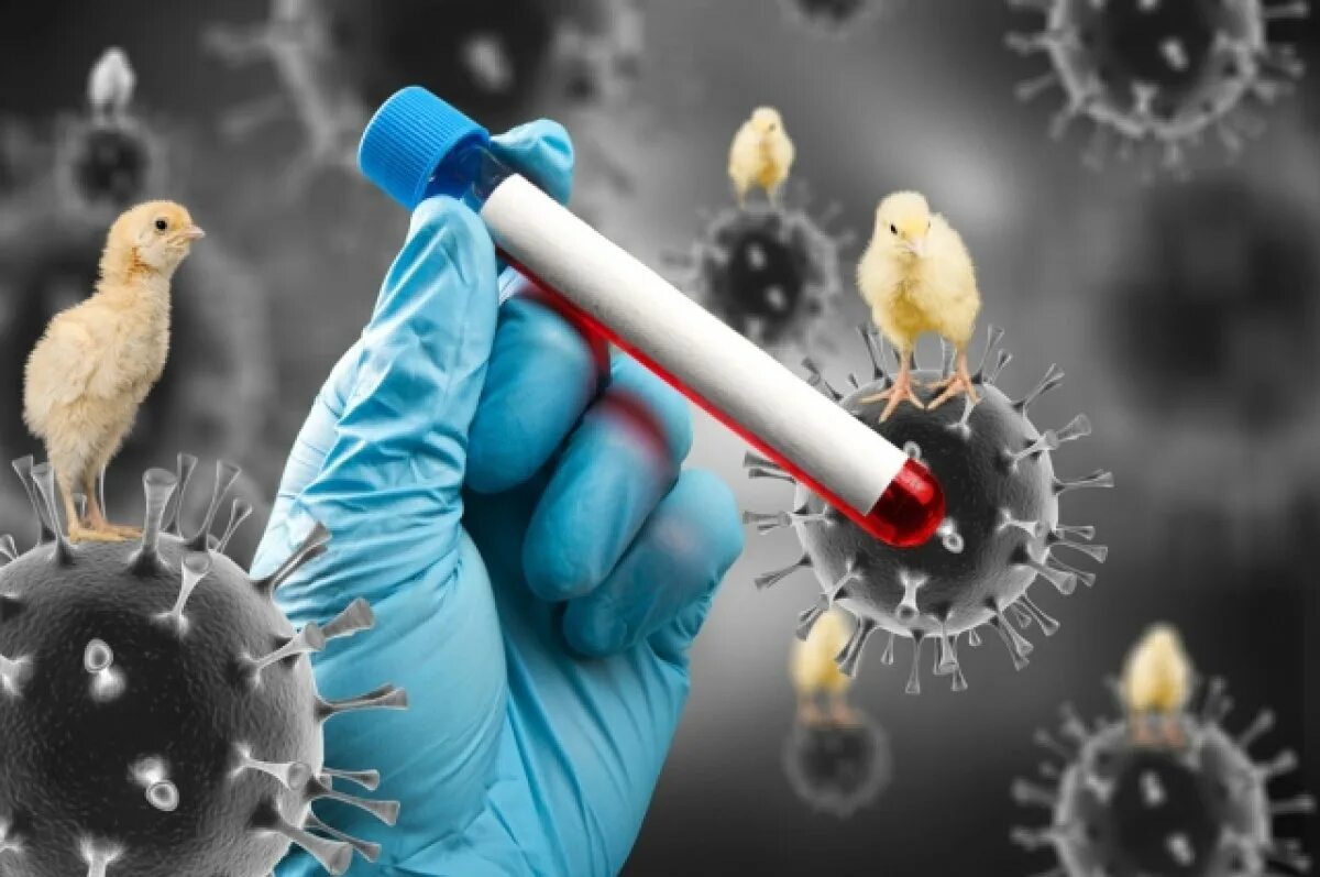 Птичий грипп h5n1. Вирус гриппа птиц. высокопатогенный птичий грипп.