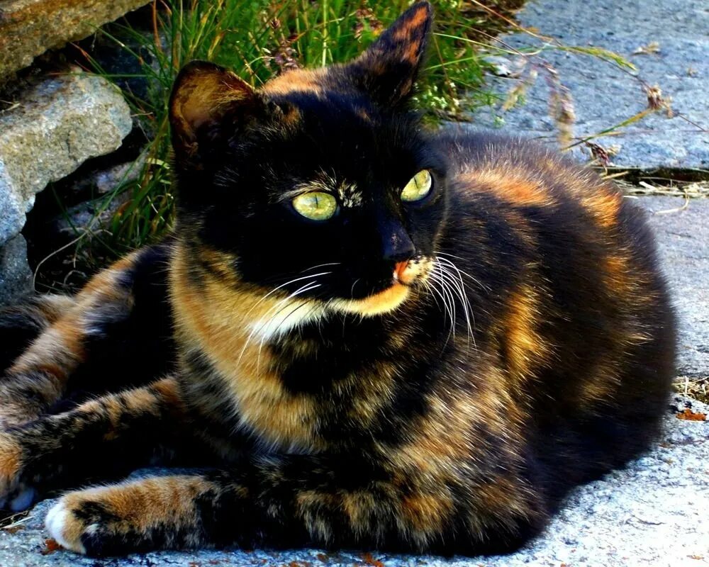 Темно пестрый. Черепаховая Калико. Черепаховая кошка Калико. Черно рыжая черепаховая кошка. Кот черепахового окраса.