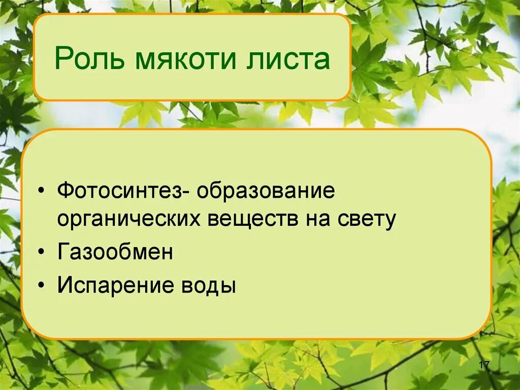 Презентация строение и функции листа 7 класс. Функция мякоти листа биология 6. функции мякоти листа. строение и функции мякоти листа. опишите строение мякоти листа.