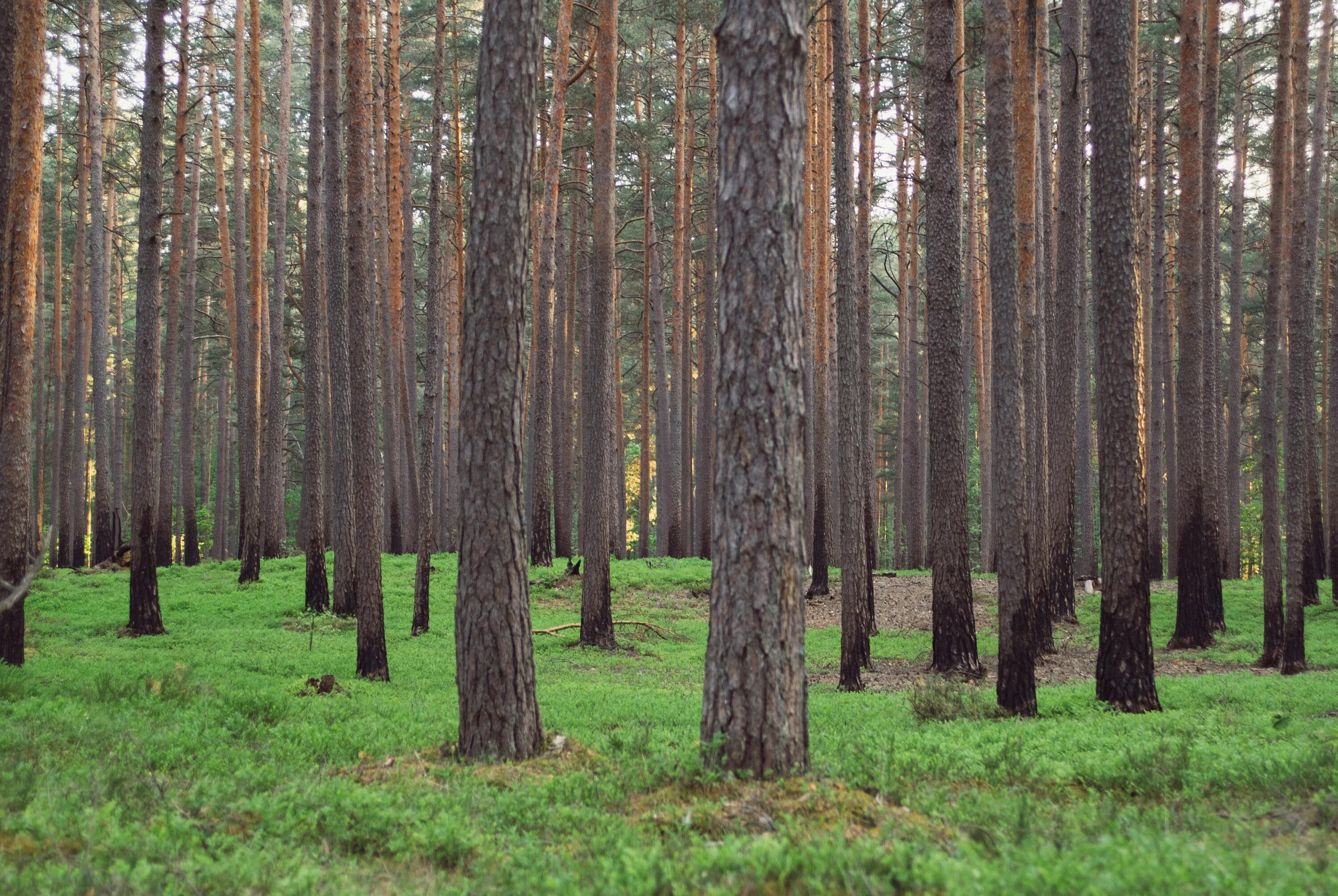 Хвойная роща. Беловежская пуща деревья. Цнинский Лесной массив. Елово Сосновый лес. Латвия хвойный лес.