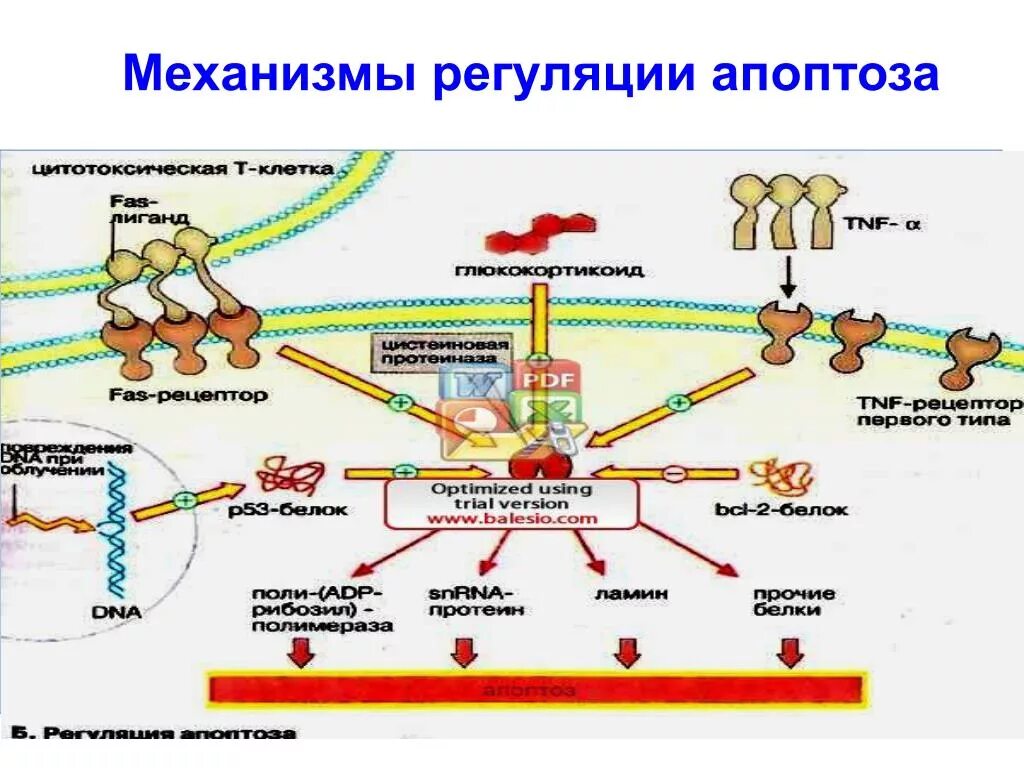 Заболевание эндокринный системы патфиз. Нарушения регуляции апоптоза. Расстройства регуляторных функций клеток. Нейро-гуморальный механизм регуляции артериального давления. Супрахиазматическое ядро гипоталамуса.