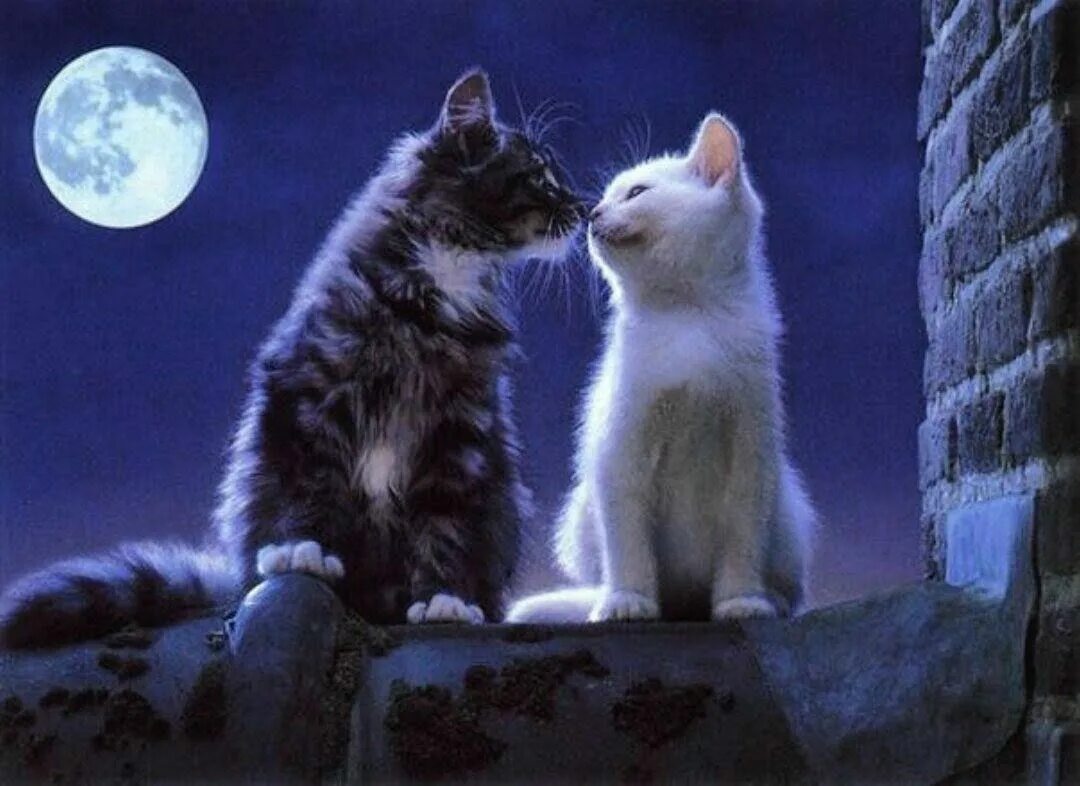 Кошки любовь. Романтичные котики. Спокойной ночи с кошками. Доброй ночи с котятами. Песня твоя киса