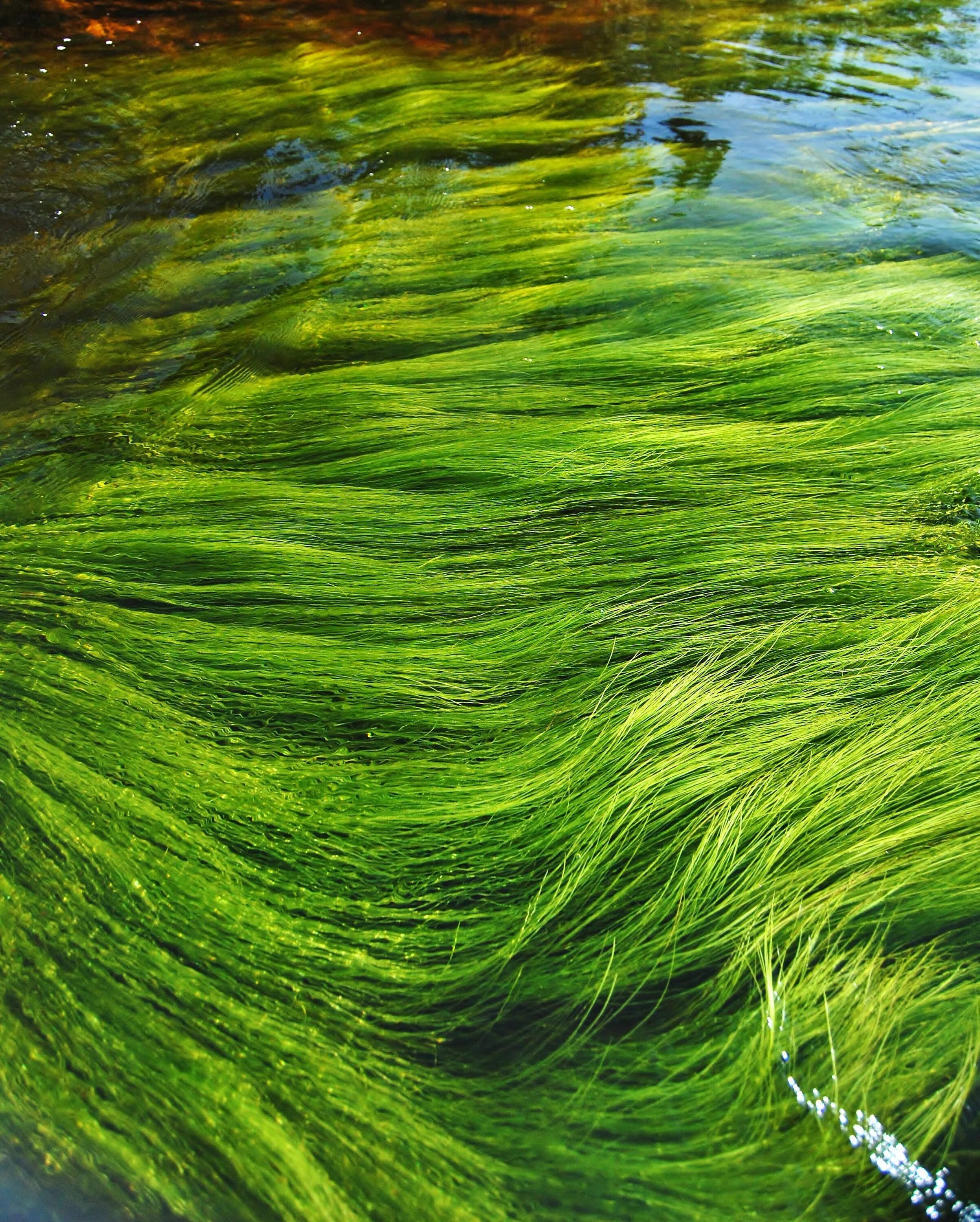 Водоросли для волос. Зеленые водоросли Chlorophyta. Водоросли нори. Spirulina водоросль. Перидиниевые водоросли.