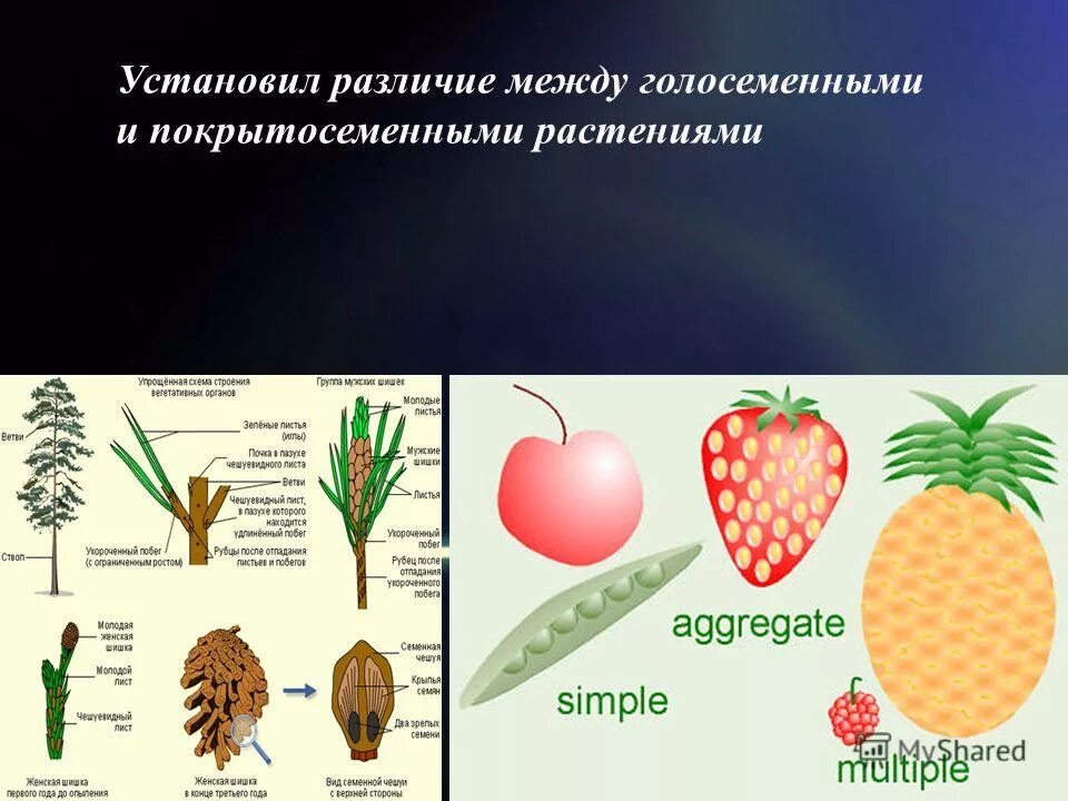 Установите различия. Установите различия. Предложение со словом адресат. Установите различия. Установи сходства и различия.