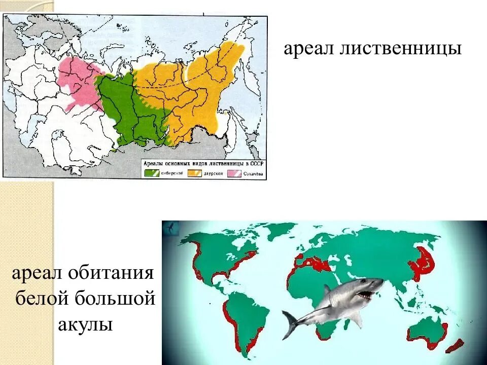 Лиственница сибирская ареал. Лиственница Сибирская ареал обитания. Ареал распространения лиственницы. Ареал распространения лиственницы в России. Ареал распространения лиственницы в России карта.