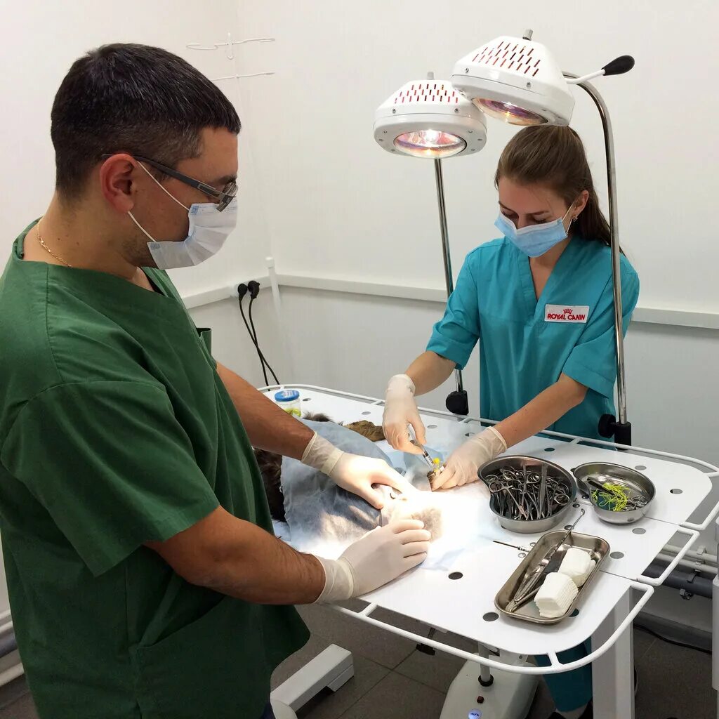 ветеринарная 1 коломна. ветхелпер коломна. ветхелпер коломна. ветеринарная клиника в коломне на толстикова. ветеринарный врач требования к специалисту.