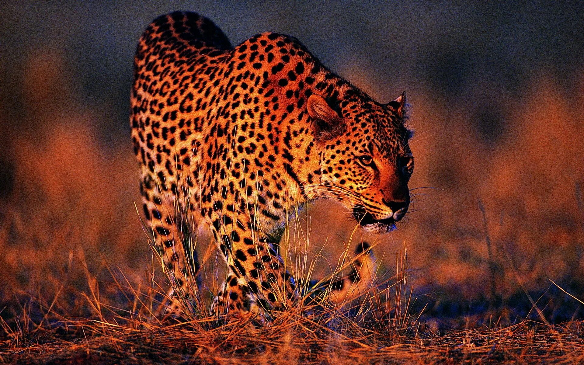 Красивые Дикие животные. Леопард. Красивый леопард. Хищные звери.