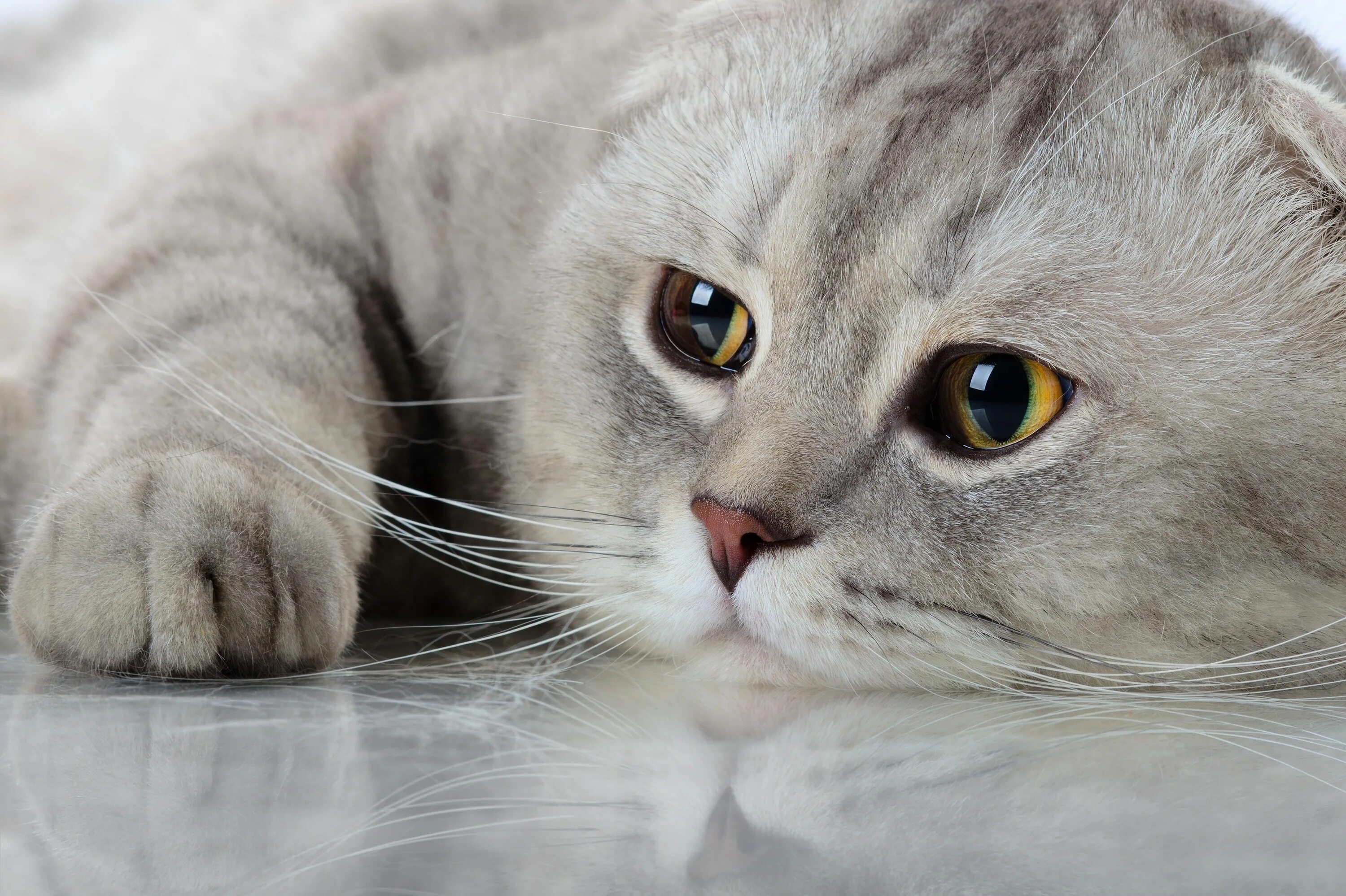 Что такое котик