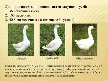 Масса гуся 4 2 15