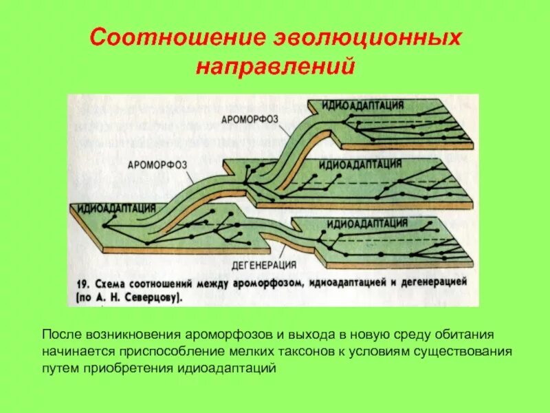 Пути эволюционных изменений. Основные направления эволюции ароморфоз идиоадаптация дегенерация. Основные направления эволюции ароморфоз идиоадаптация. Соотношение направлений эволюции. Направления эволюции схема.