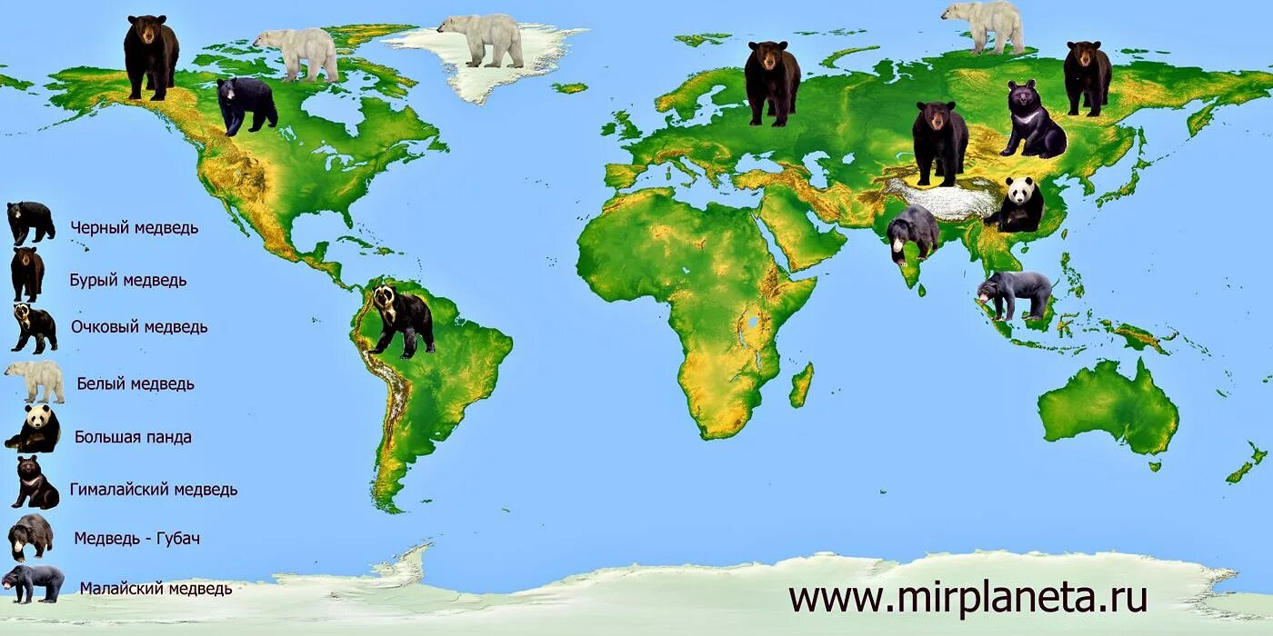 Где живут медведи на каком материке. Медведи ареал обитания в мире. Ареал обитания бурого медведя в России. Ареал обитания бурого медведя на карте. Ареал обитания медведей в России.