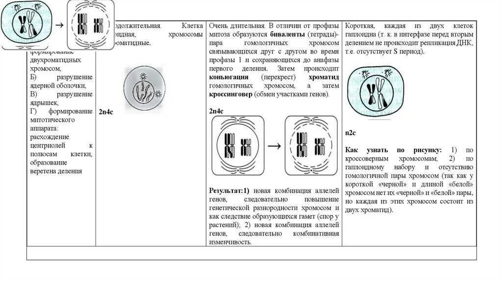 Фазы мейоза ЕГЭ биология. Фазы митоза ЕГЭ. Митоз схема по фазам ЕГЭ. Схема митоза ЕГЭ биология. Задания егэ биология митоз мейоз