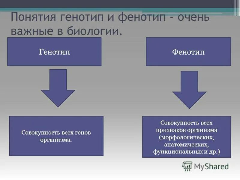 Одинаковый генотип это. Генотип и фенотип. Генотип и фенотип примеры. Понятие о генотипе и фенотипе. Фенотип человека примеры.