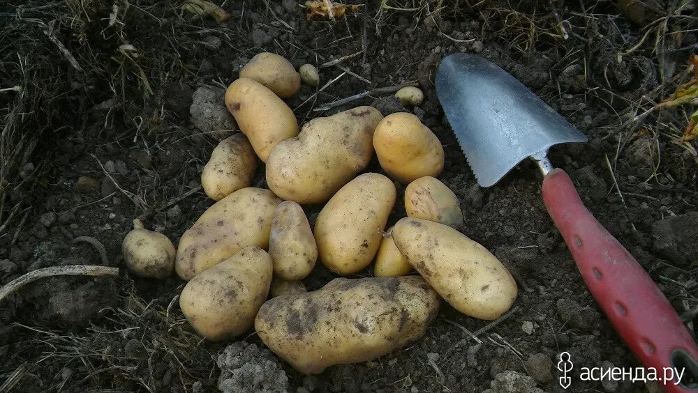 Вырастет ли картошка. Картофель засуха. Куча картофеля. Картошка может ли расти в горах. Картофель Абхазии растет ли.
