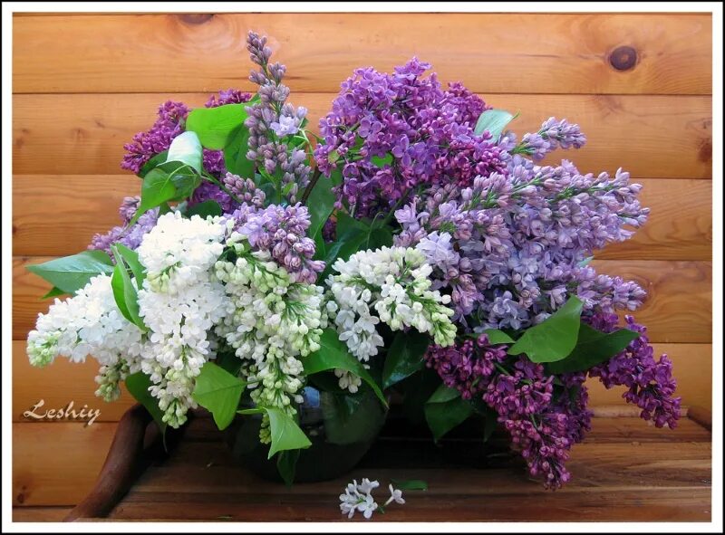 день рождения мамы. ветка сирени. день мамы сирень. день мамы сирень. день мамы сирень.