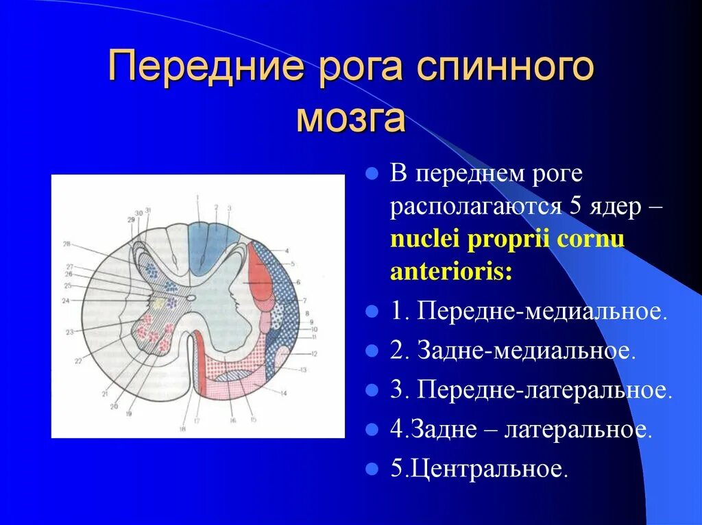 В боковом канатике спинного мозга расположены пути