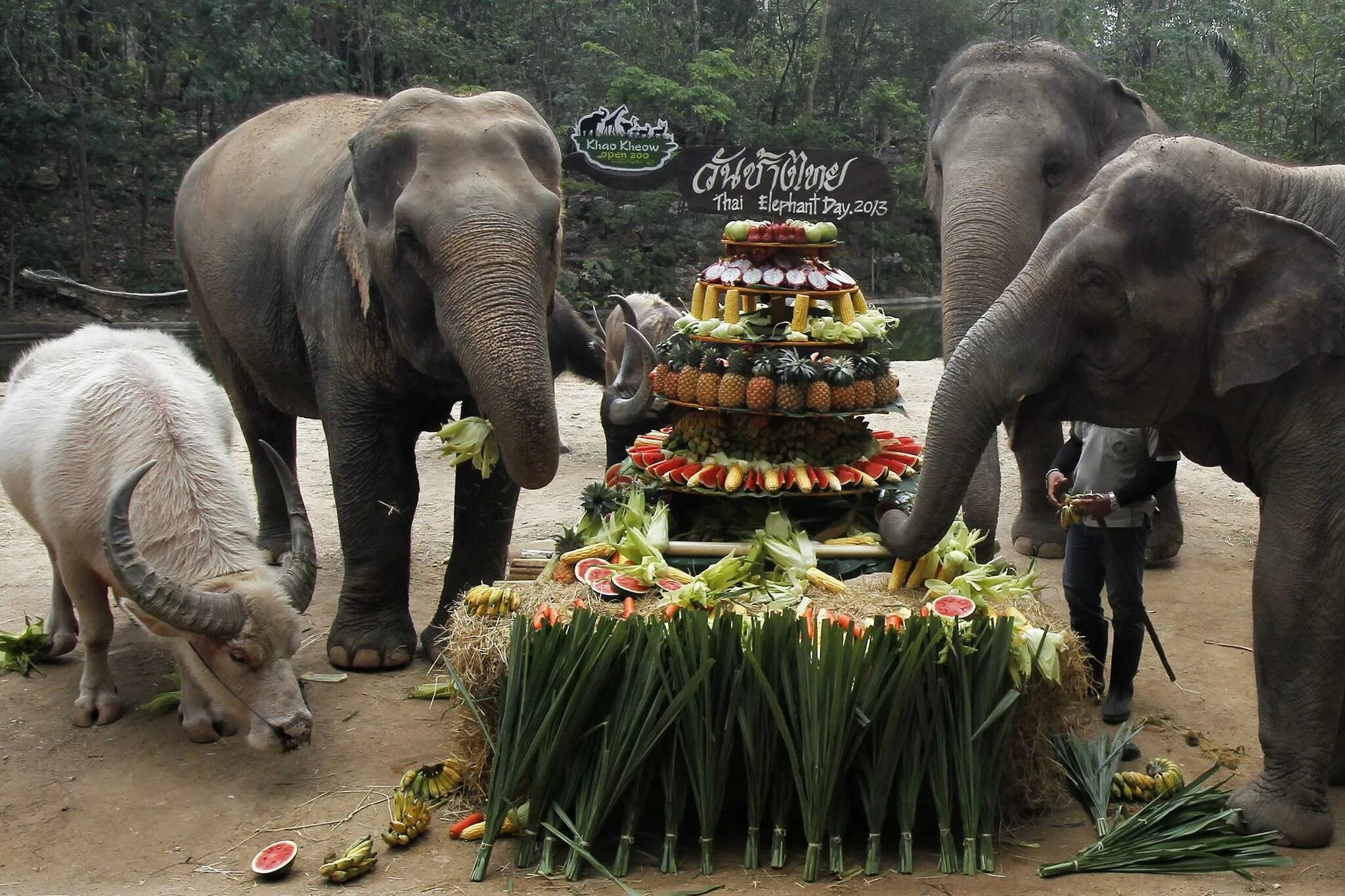 Слоны. Elephant food. Рацион слона. Слон травоядный. Питание слонов.