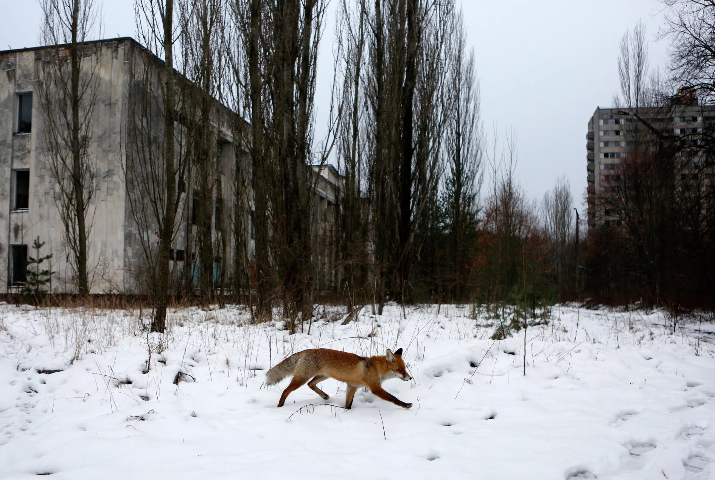 Когда можно жить в чернобыле. Припять зона отчуждения. Припять зона отчуждения 2021. Зона отчуждения город Припять. Припять зона отчуждения 2020.