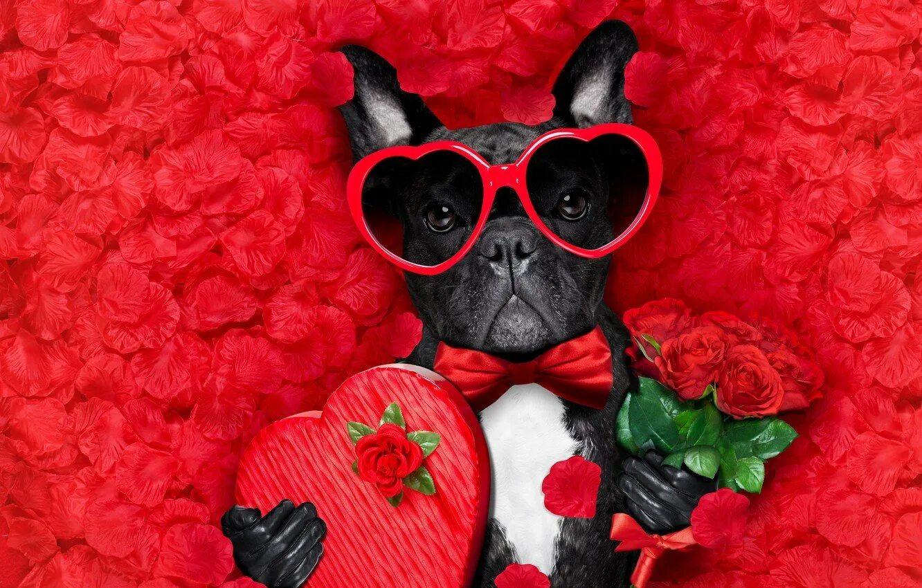 Прикольные пожелания с животными. Собака Валентайн Валентайн. Собака с розой. Собачка с сердечком. С днём рождения собачки.