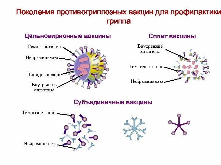 Какой иммунитет образуется при вакцинации от гриппа. Субъединичные вакцины и сплит-вакцины. противогриппозные сплит-вакцины. типы противогриппозных вакцин. сплит вакцины против гриппа.