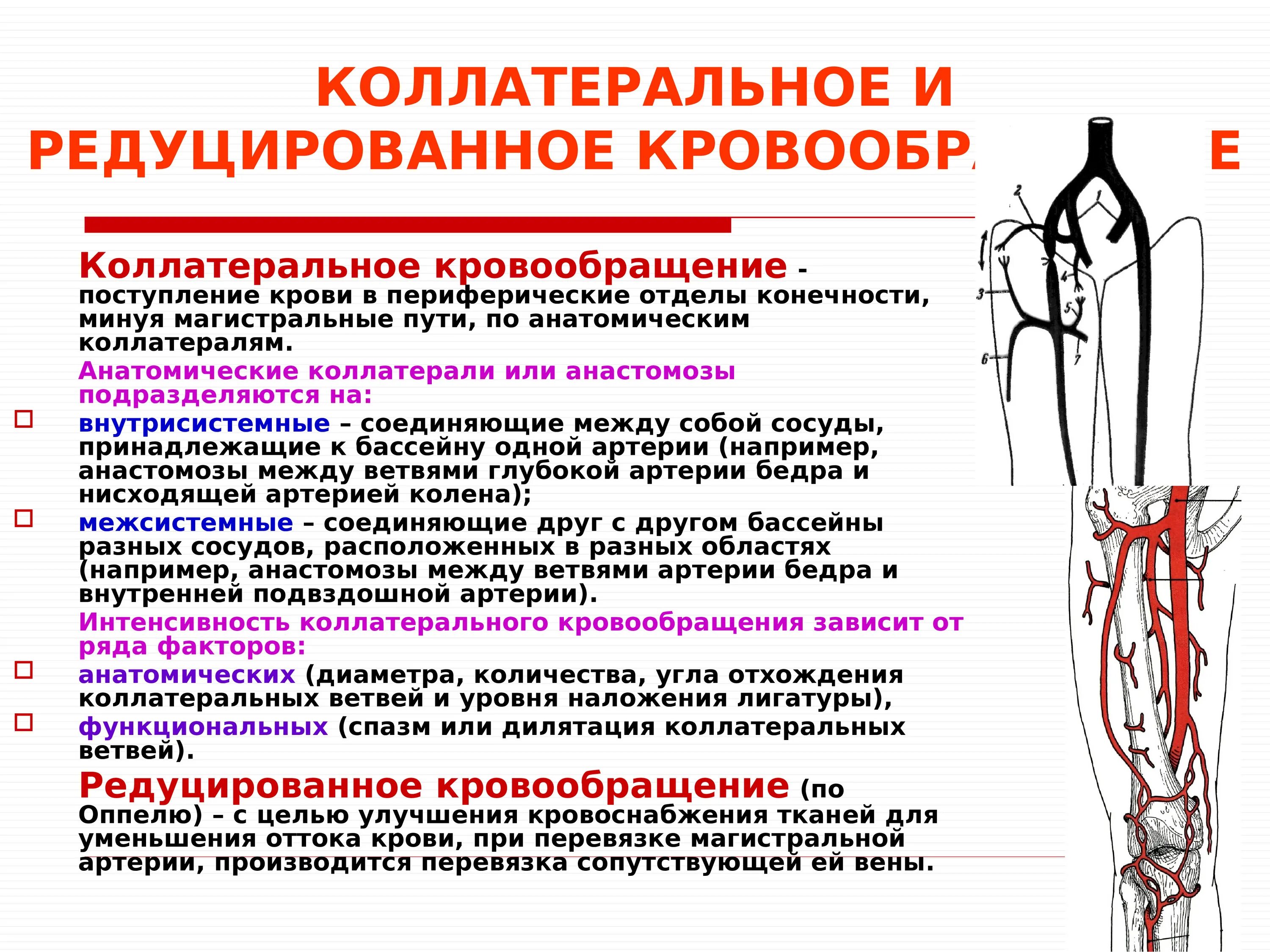 Операция на артерии нижних. Коллатеральное кровообращение топографическая анатомия. Коллатеральное кровообращение схема. Коллатеральное кровообращение бедренной артерии. Коллатеральное кровоснабжение верхней конечности.