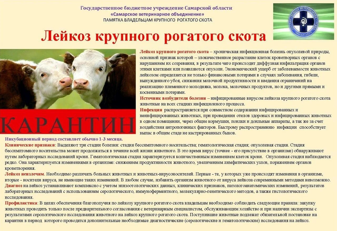 Профилактика незаразных болезней животных. Лейкоз крс памятка. лейкоз крупного рогатого скота симптомы заболевания. профилактика лейкоза крс. памятка по лейкозу крс.