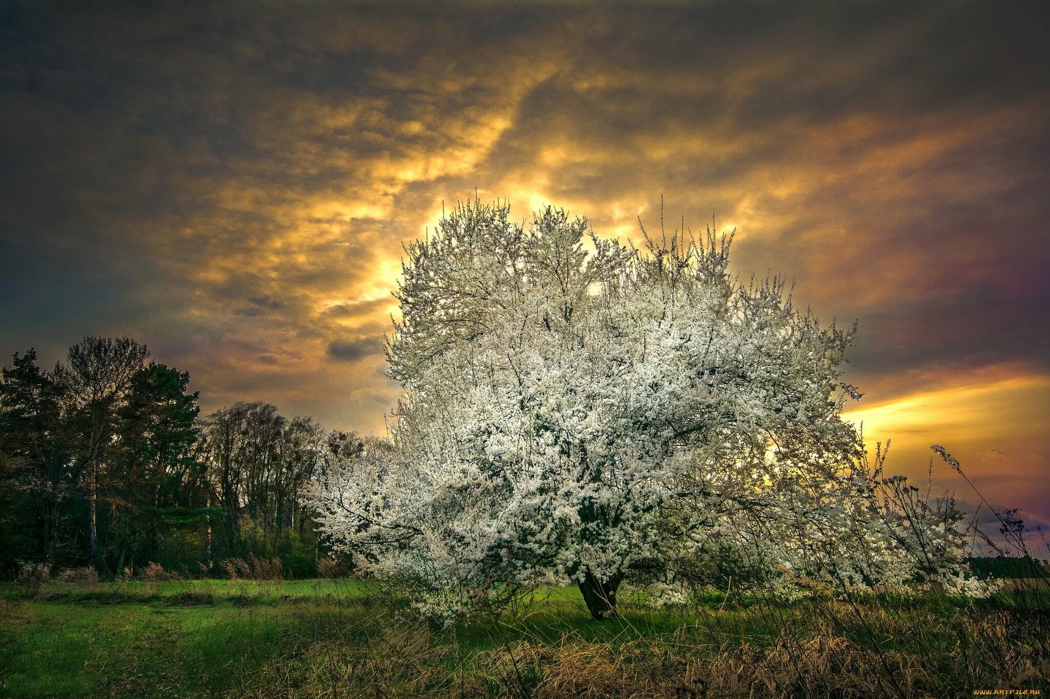 белые деревья белые дома слова