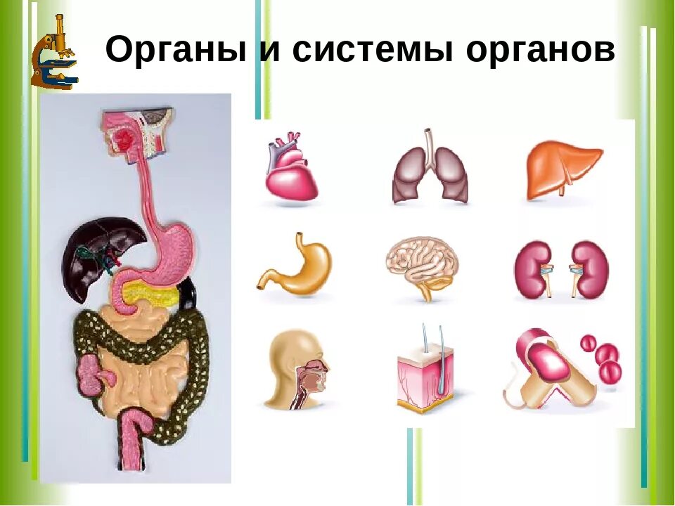 Система органов животных 8 класс биология. Системы органов. Органы и системы органов. Системы органов человека биология. Системы органов животных и человека.