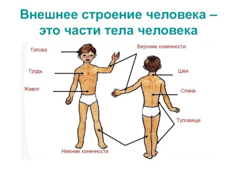 Внешнее строение человека 3. Строение человека части тела. Внешнее строение тела человека. Внешнее и внутреннее строение человека. Анатомия человека внешнее строение.