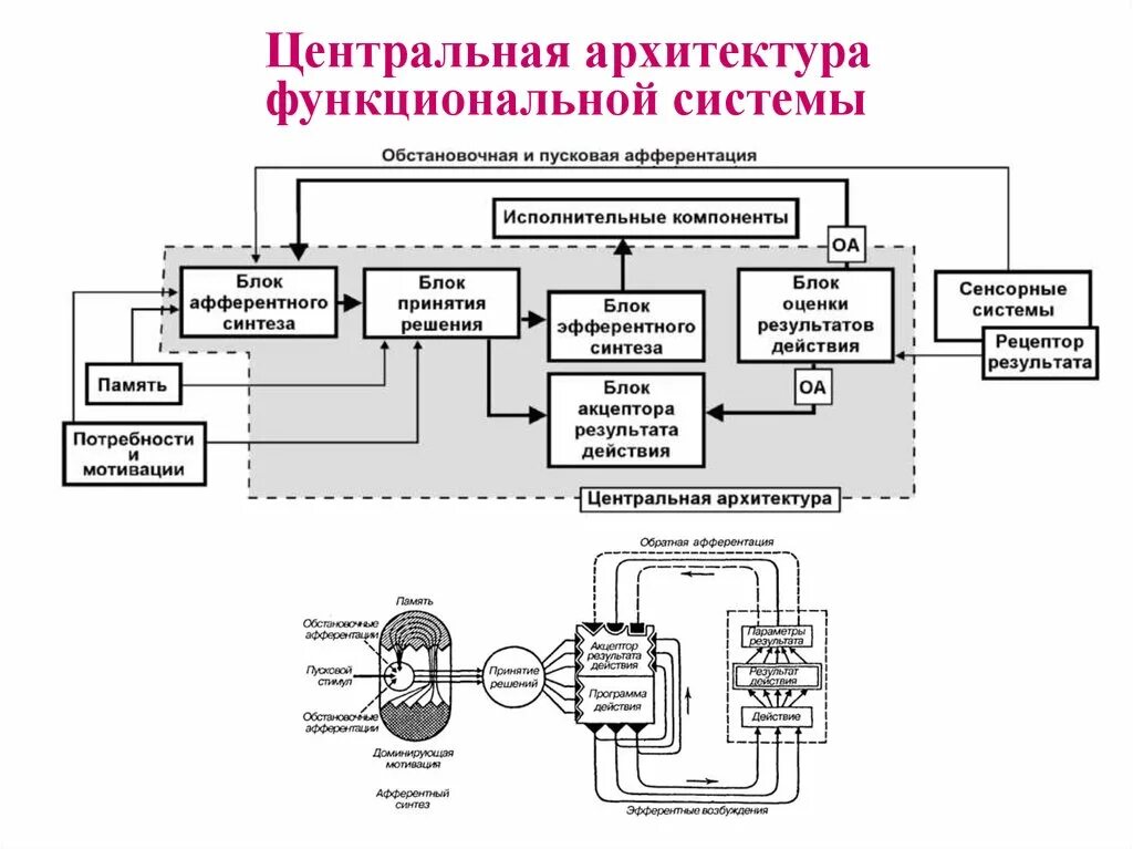 Модель функциональной системы разработал. Функциональная архитектура информационной системы. функциональная архитектура информационной системы пример. центральная архитектура функциональных систем. функциональная модель архитектуры.