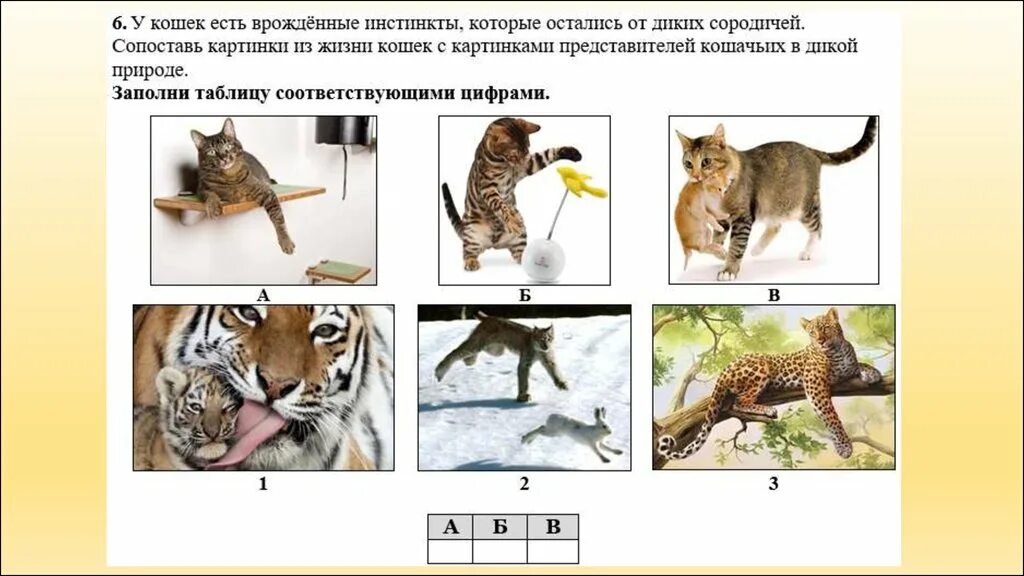 Функциональная грамотность позвоночные животные 2 класс. Среда жизни кошки. Проект кошки в жизни человека. Чем питается кошка картинки для детей. Функциональная грамотность 6 класс тема : зачем так много животных.