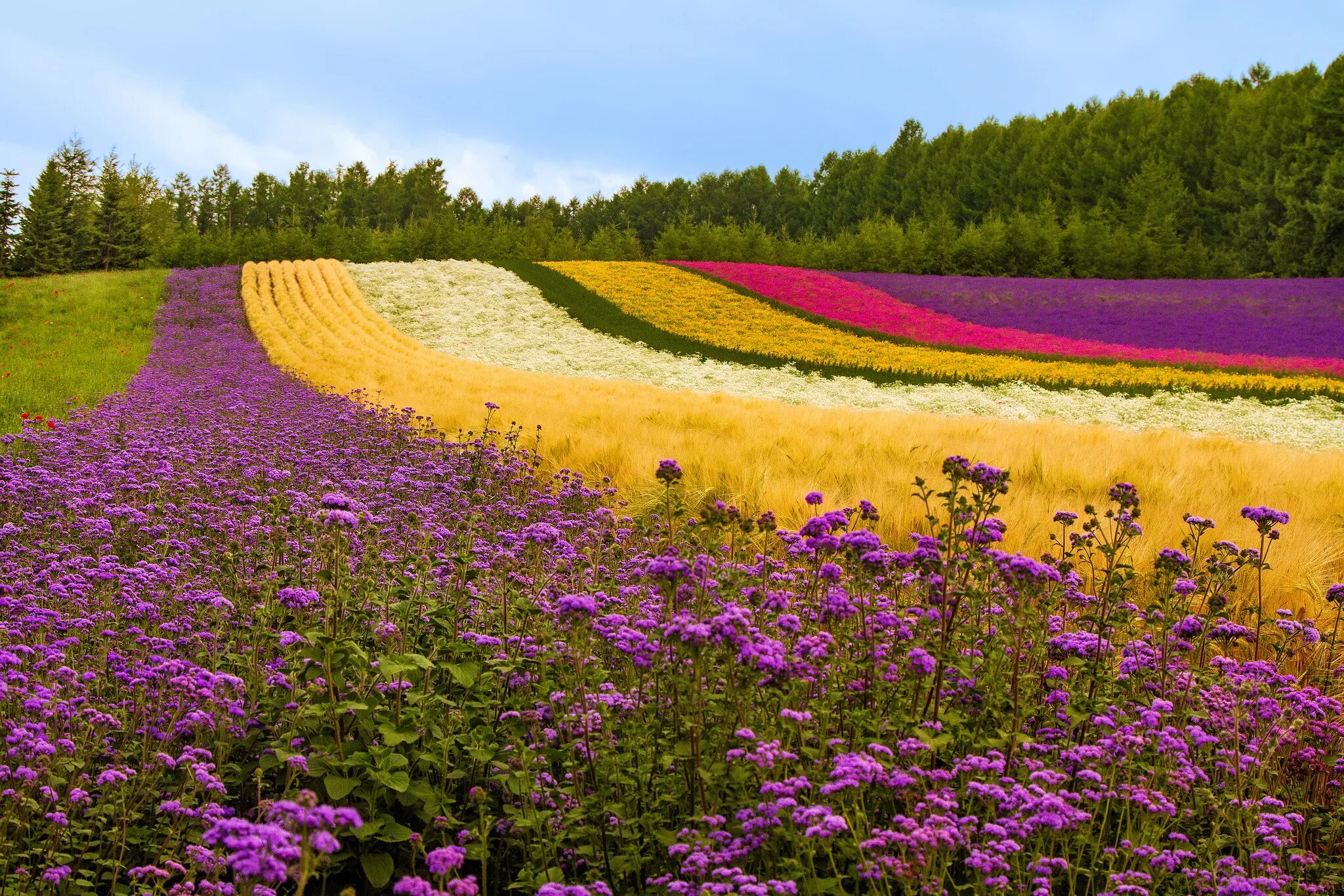 Цветущие поля Хоккайдо. Галисия цветущие поля. Поля Грасса цветочные Франция. Красивый луг. Http field