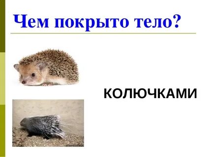 Чем покрыто туловище