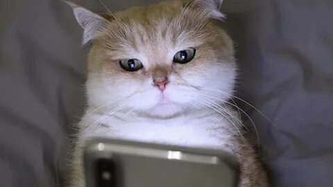 Милый котик с телефоном