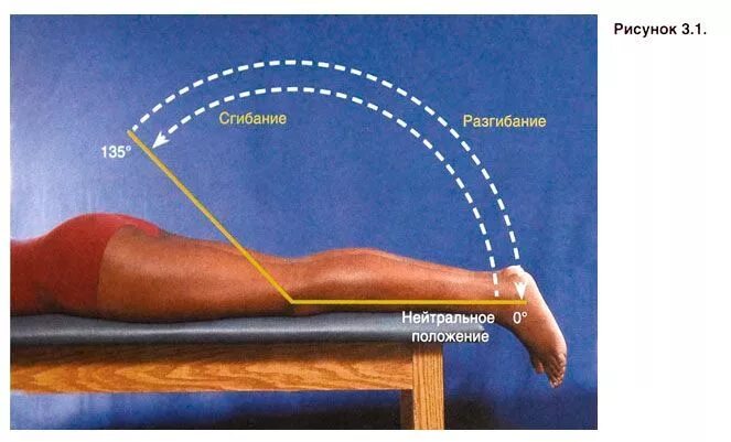 Максимальные движения суставов. Флексия тазобедренного сустава. Сгибание и разгибание в коленных. Разгибание коленного сустава. Сгибание в коленном суставе в градусах.