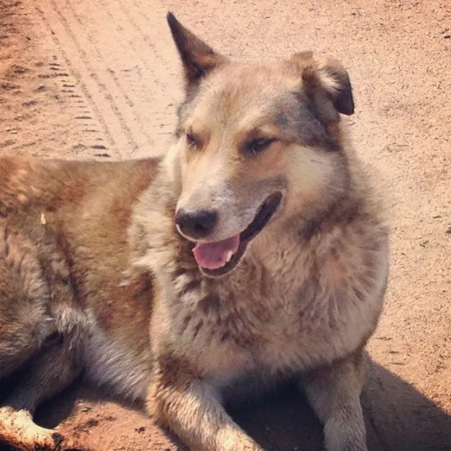 Таки собака. Таки собака. Лисопес животное собака. Ушастый щенок в дар. Таки собака.