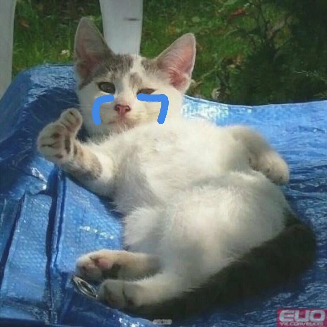 кот показывает класс. кот показывает класс. кот показывает класс. показывает класс. кот персик стикеры.