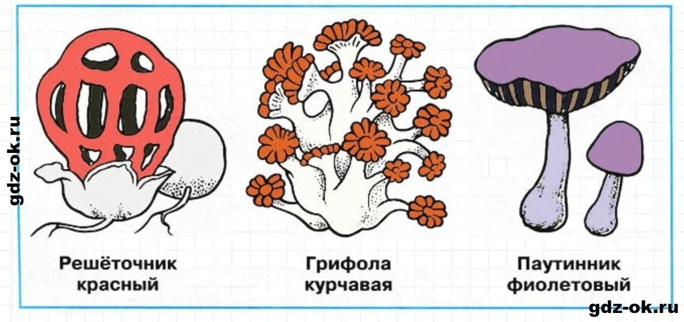 Окружающий мир 3 класс узнай грибы. Решеточник красный гриб рисунок. грибы красной книги. решеточник красный грифола курчавая паутинник фиолетовый.