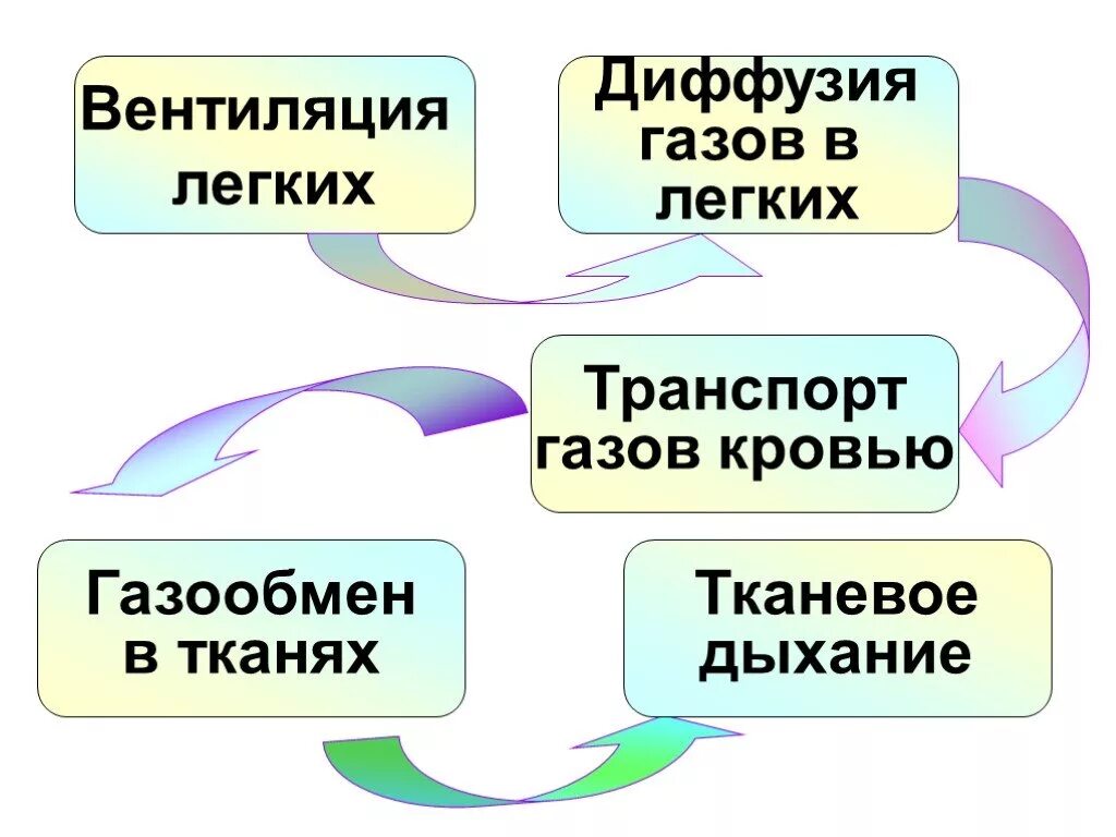 При диффузии газов в легких происходит. Диффузия газов в лёгких это. Дифузия газов в лёгких. Газообмен в тканях диффузия. Схема диффузии газов в легких.