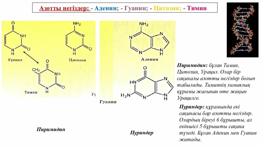 Азотистые основания аденин гуанин цитозин тимин. Урацил соответствует аденину. Аденин гуанин цитозин тимин урацил таблица. Аденин гуанин цитозин тимин формулы. Урацил соответствует аденину.