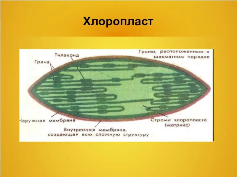 Понятие хлоропласт. Хетоцерос хлоропласты. Граны хлоропластов. Хлоропласты 7 класс. Хлоропласт в живой клетке.