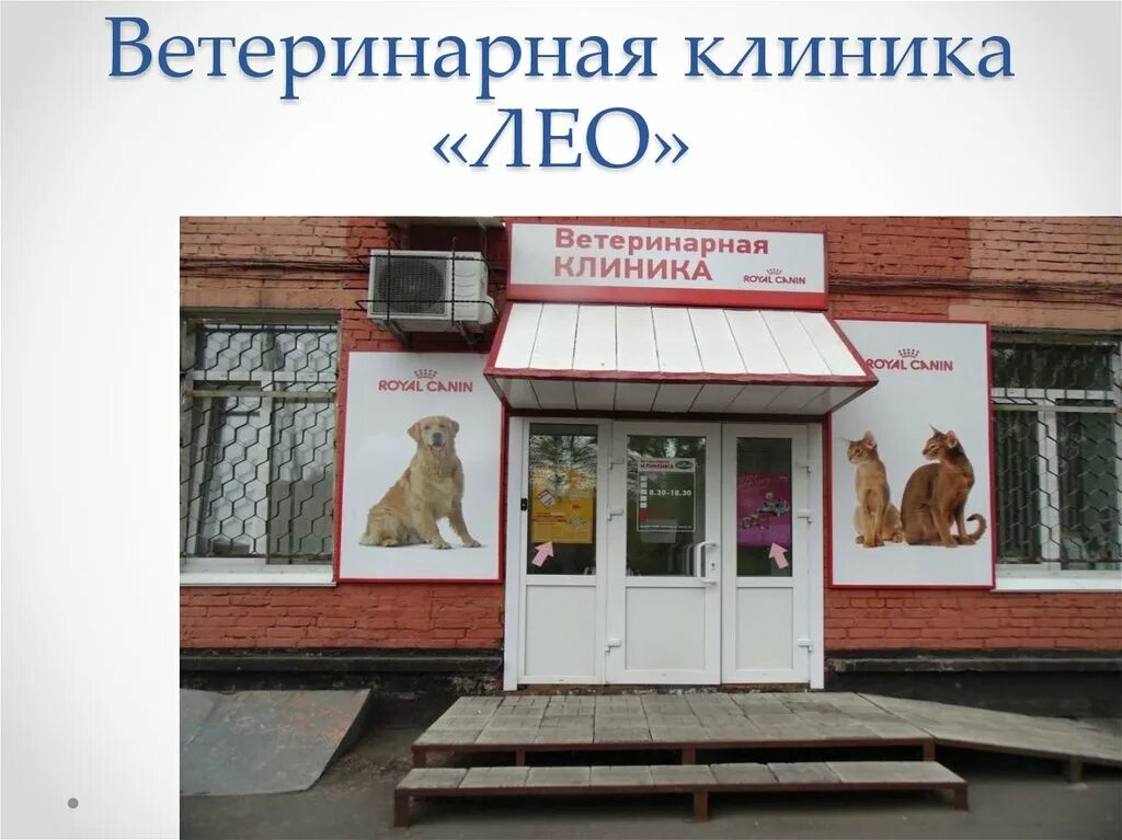 Лео прокопьевск яворского телефон. Ветеринарная клиника Прокопьевск. Лео ветеринарная клиника. Лео Яворского ветеринарная клиника. Ветеринарка в Прокопьевске.