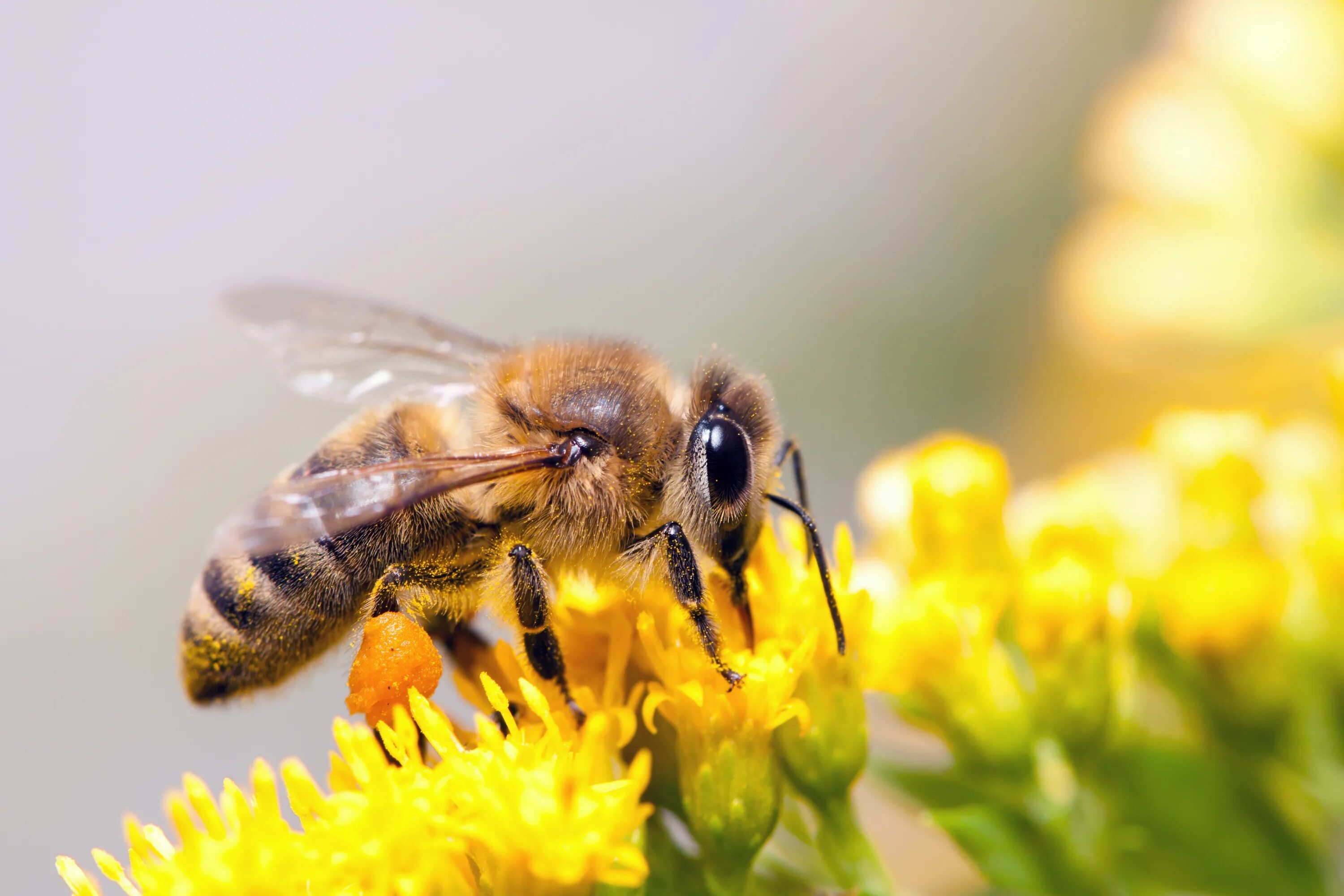 Bees deep