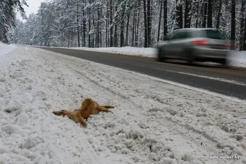 Сбитый белок