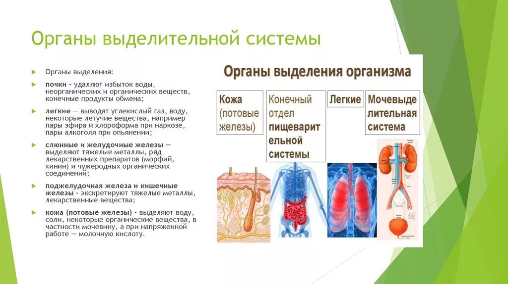 Какая структура выполняет выделительную функцию