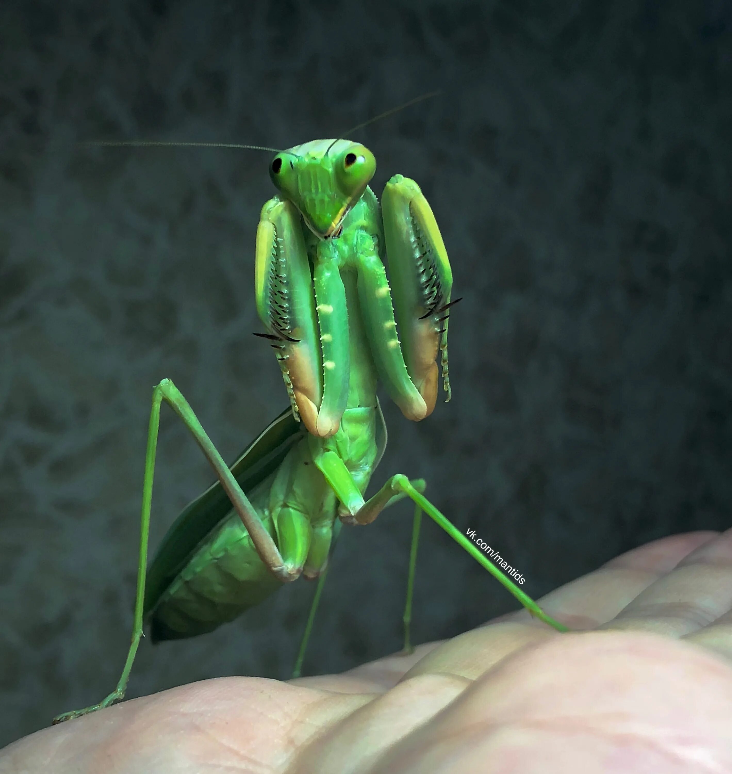 Богомол сфодромантис. Африканский богомол Sphodromantis. Богомол виридис. Вьетнамский древесный богомол. Самка богомола 5